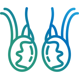 Imagem site Dra. Anastácio